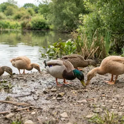 Do Ducks Need Grit?