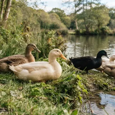 How Long Do Ducks Live?