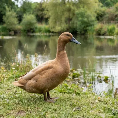 Khaki Campbell Duck