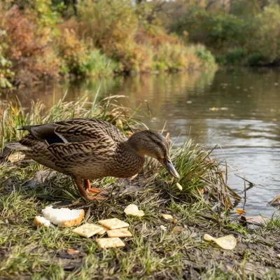 Foods Ducks Should Not Eat