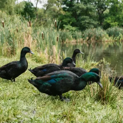 Cayuga Duck