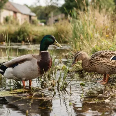 Rouen Duck