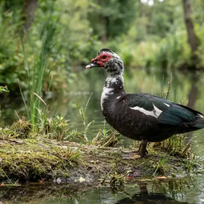 Muscovy Duck