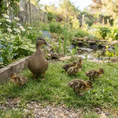 When Can Ducklings Go Outside?
