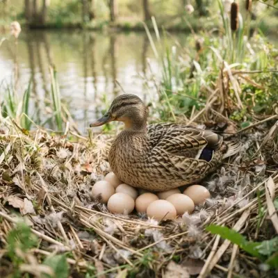 How Many Eggs Do Ducks Lay?