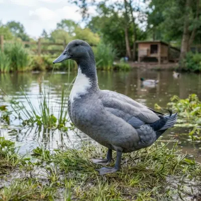 Blue Swedish Duck