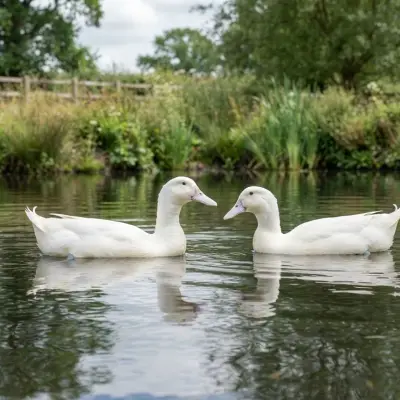 Aylesbury Duck
