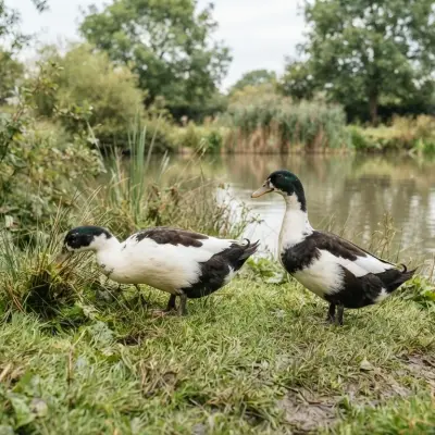 Magpie Duck