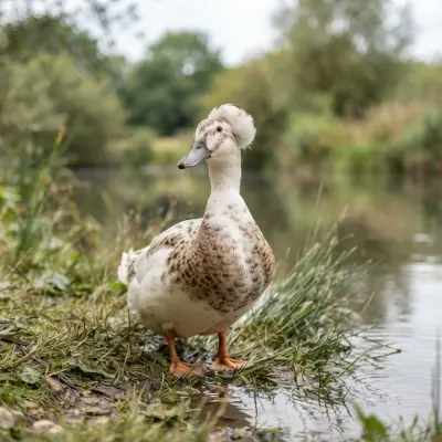 Crested Duck