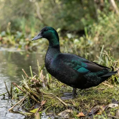 Black East Indian Duck