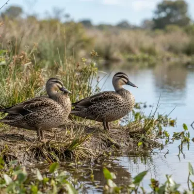 Australian Spotted Duck