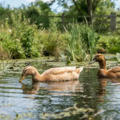 Golden 300 Hybrid Duck