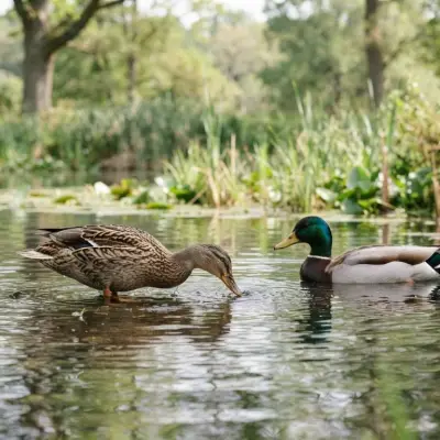 Duck Behavior