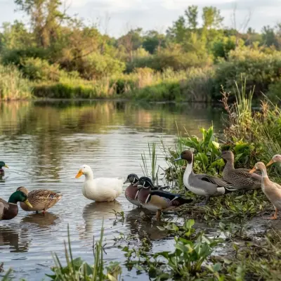 Duck Breed Finder