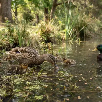 Duck Food