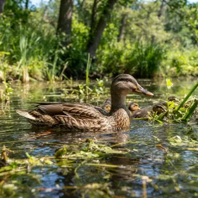 Duck Health