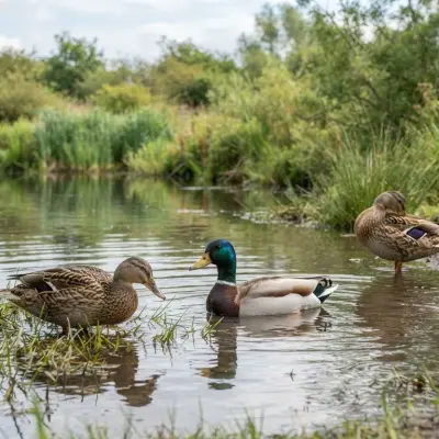 Duck Questions