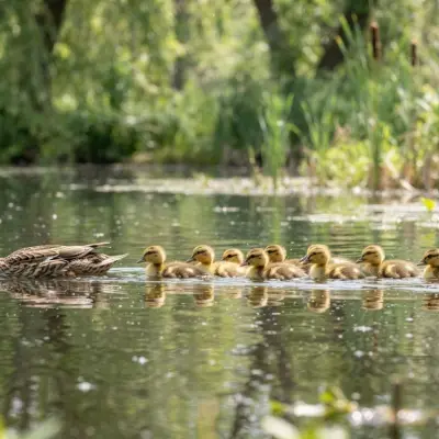 Ducklings