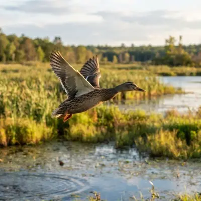 Can Ducks Fly?