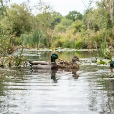 Facts About Ducks