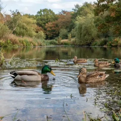 Understanding Duck Behavior