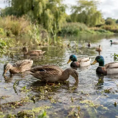 What Do Ducks Eat?