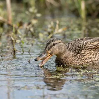 Do Ducks Have Teeth?