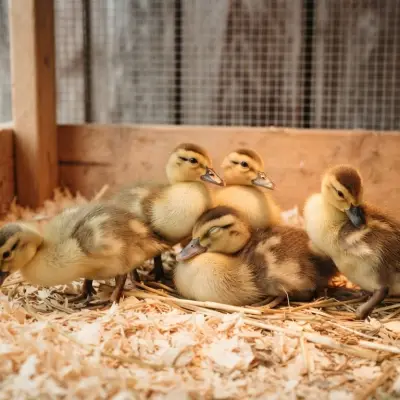 Duckling Temperature Chart by Age