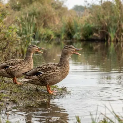 Why Do Ducks Quack?