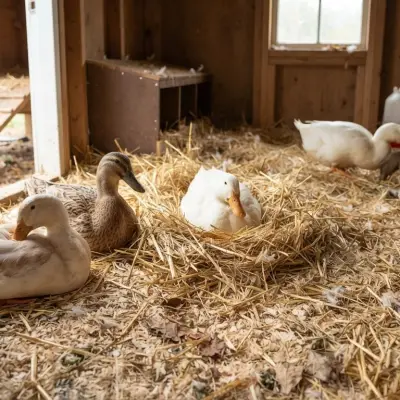 Best Bedding for Ducks