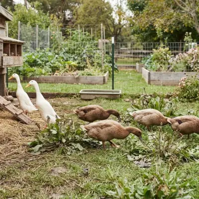Best Egg-Laying Duck Breeds