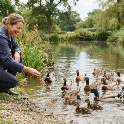Best Feed for Ducks