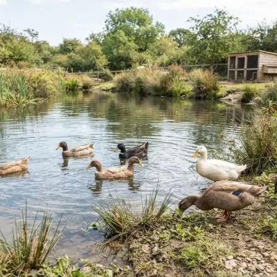 How Many Ducks Should I Get?