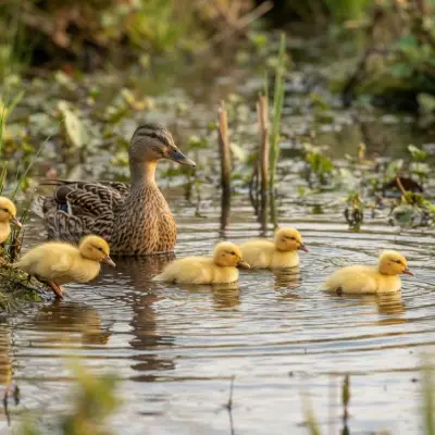When Can Ducklings Swim?