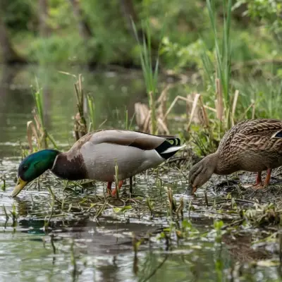 Why Do Ducks Bob Their Heads?
