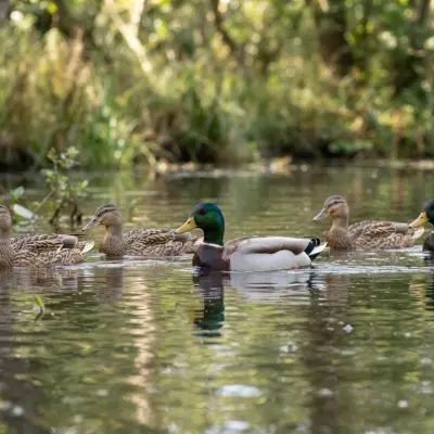 Why Do Ducks Float?