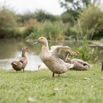 Angel Wing in Ducks