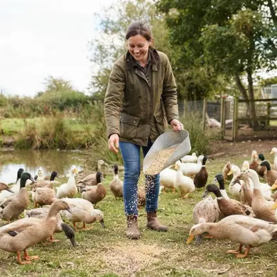 Duck Feed Calculator