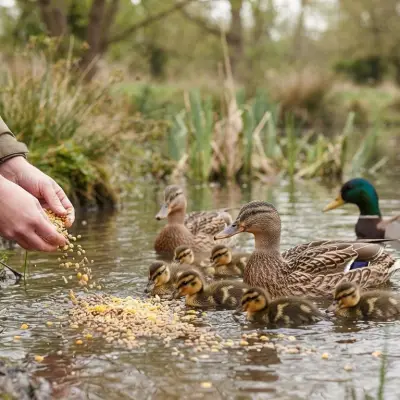 Duck Feeding Chart by Age