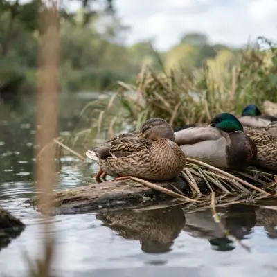 How Do Ducks Sleep?