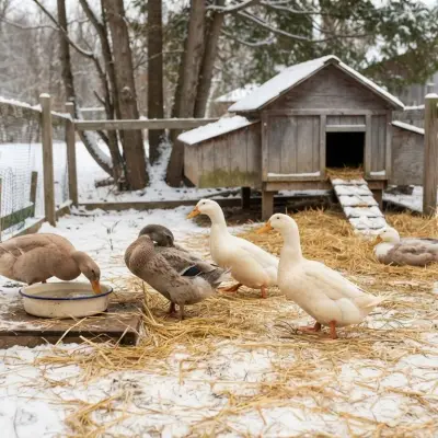 Duck Winter Care