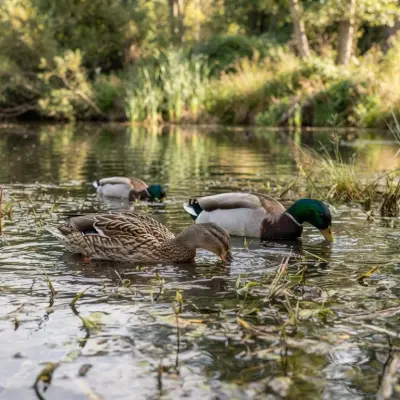 How Much Do Ducks Eat?