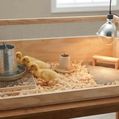 How to Keep a Duckling Brooder Dry