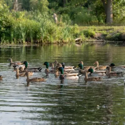 What Is a Group of Ducks Called?