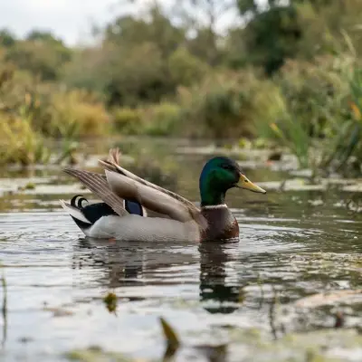 Why Do Ducks Wag Their Tails?