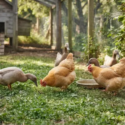 Can Ducks and Chickens Live Together?
