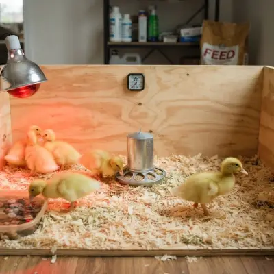 Duckling Brooder Setup