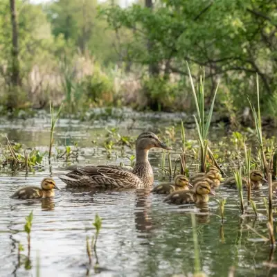 When Can Ducklings Join Adult Ducks?