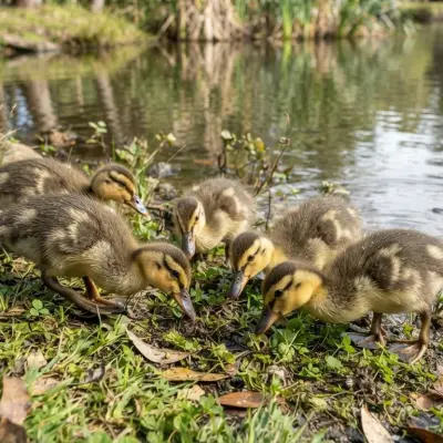 Do Ducks Need Niacin?