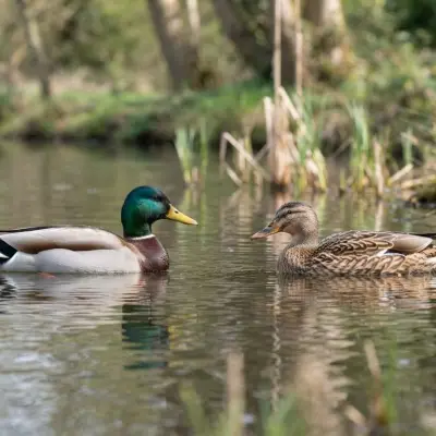 Male vs Female Ducks